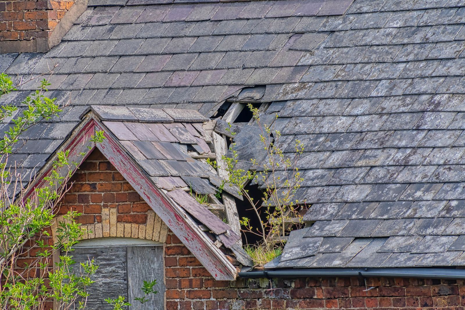 A roof with a hole in it and a tree growing out of it.